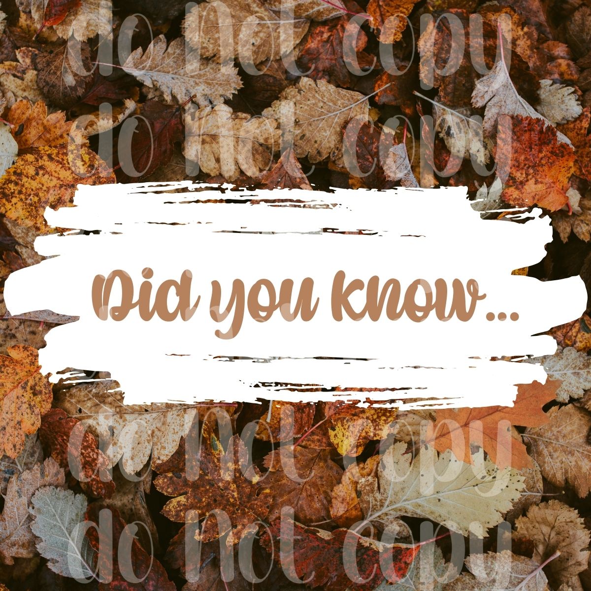 Fall Graphic Bundle